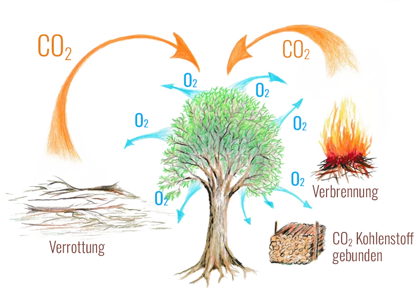 co2-kreislauf-mit-holz-als-neutraler-brennstoff